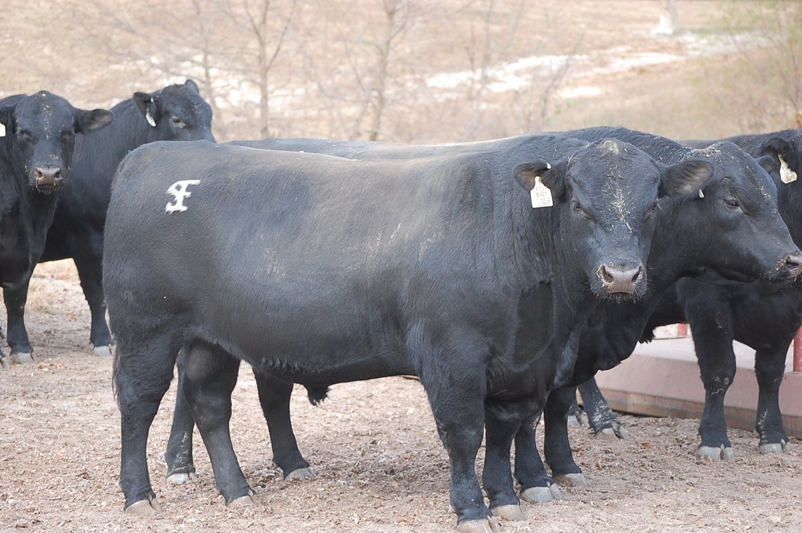 Image for Springfield Angus Bull Sale