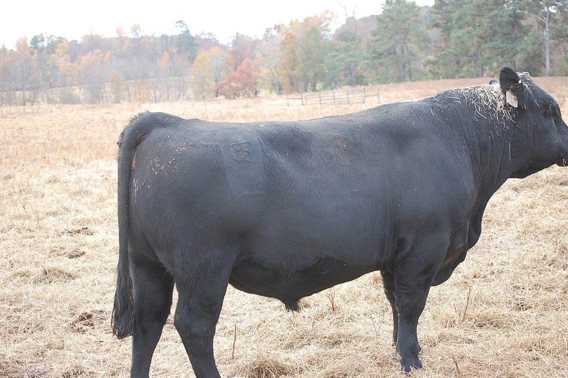 Image for Springfield Angus Bull Sale