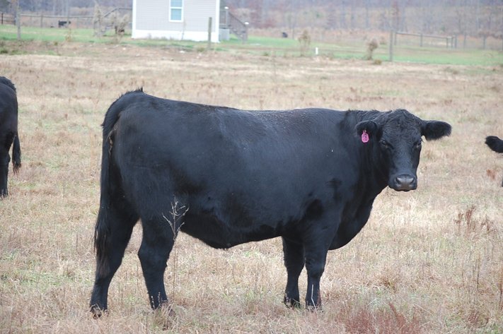 Cattle Auction