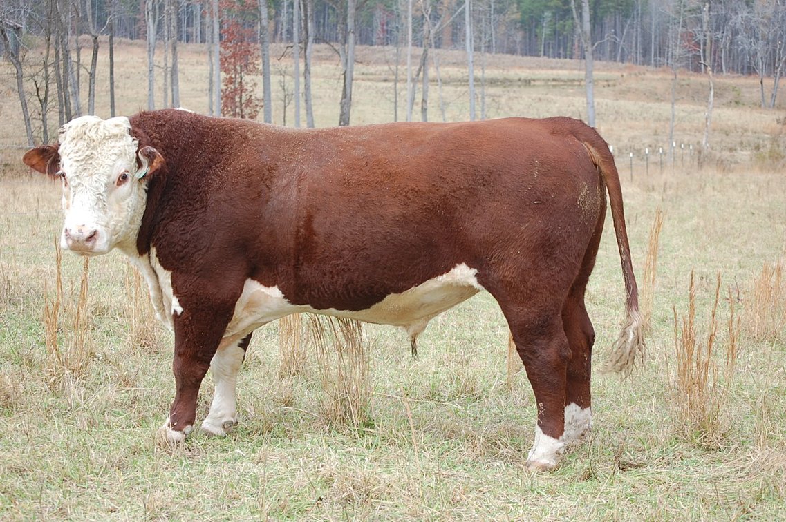 Image for Cattle Auction