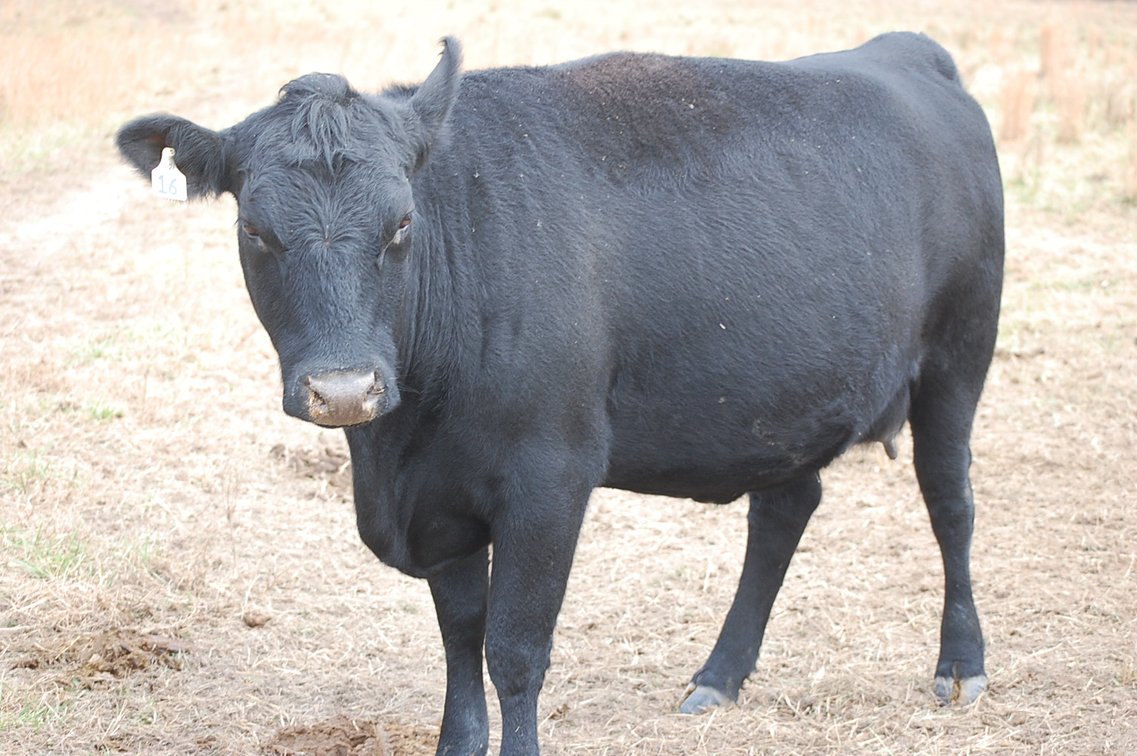 Image for Cattle Auction