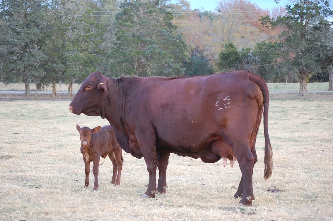 Image for Cattle Auction