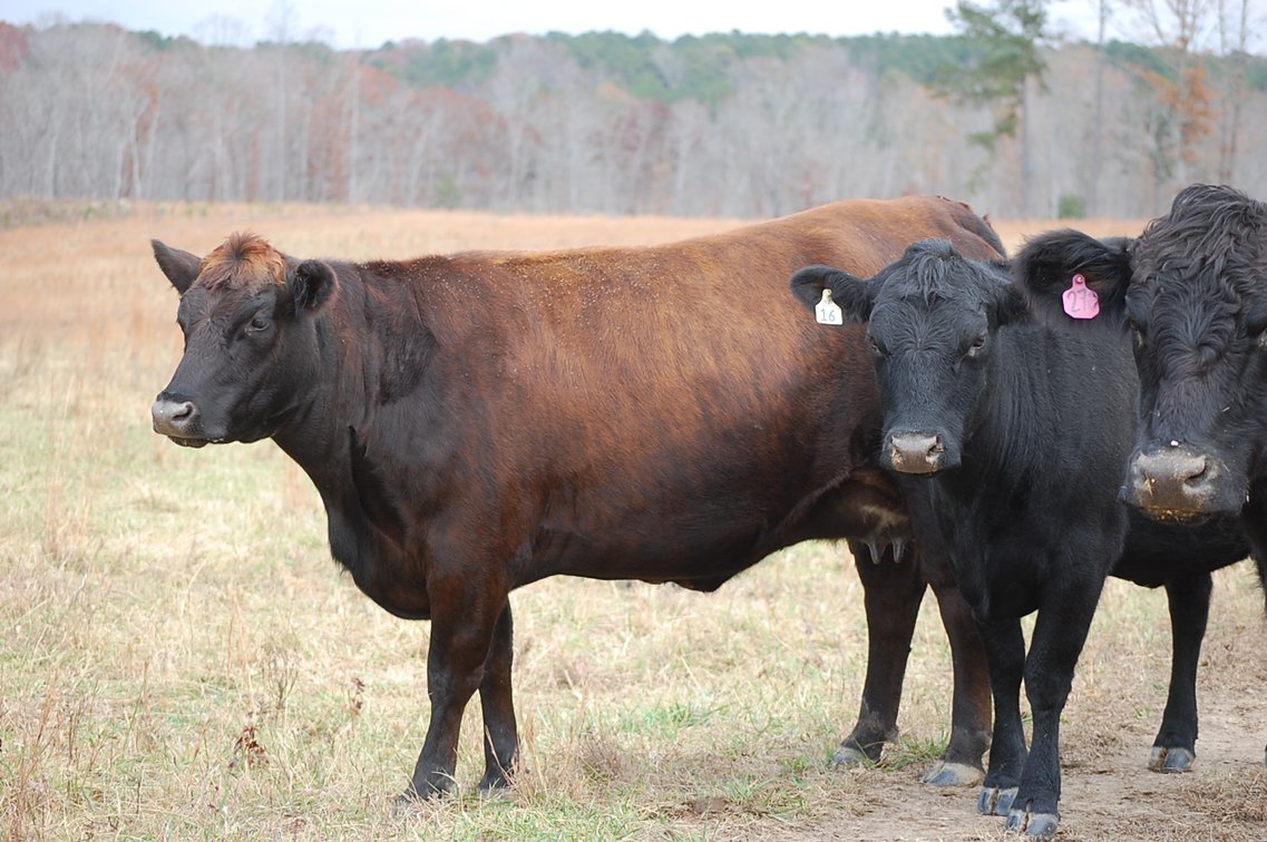 Image for Cattle Auction
