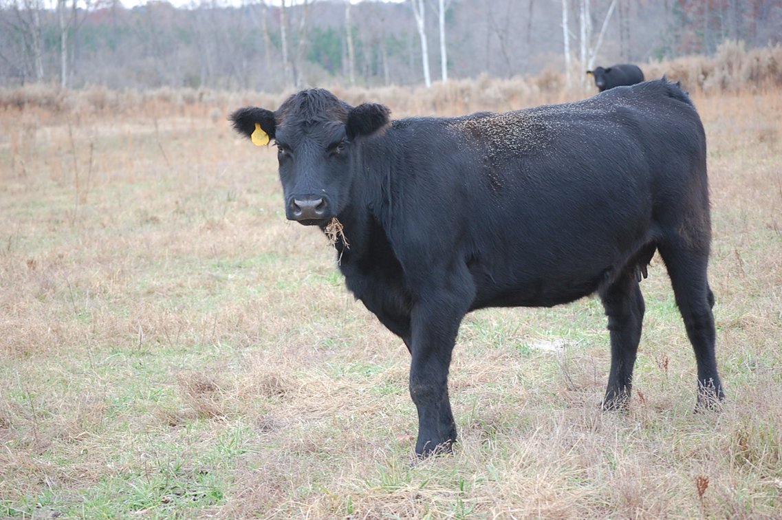 Image for Cattle Auction