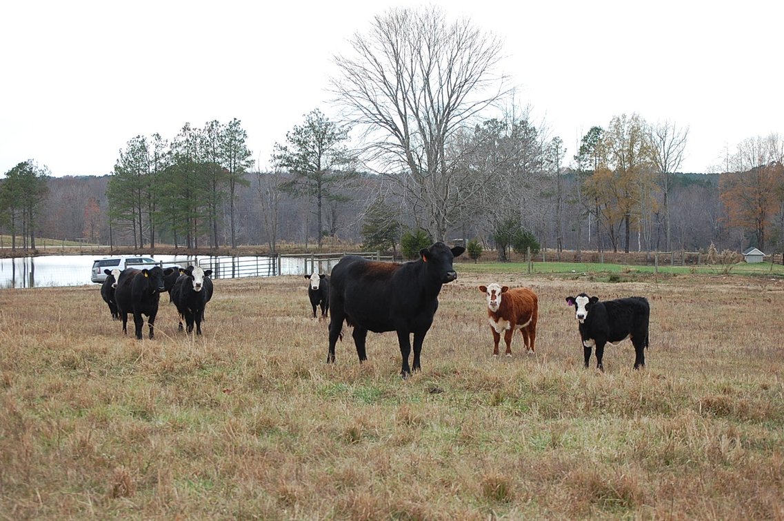 Image for Cattle Auction