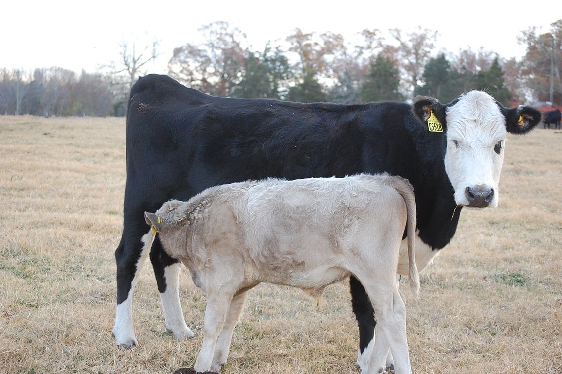 Image for Cattle Auction