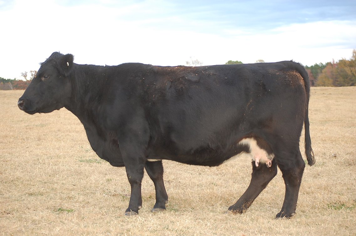 Image for Cattle Auction
