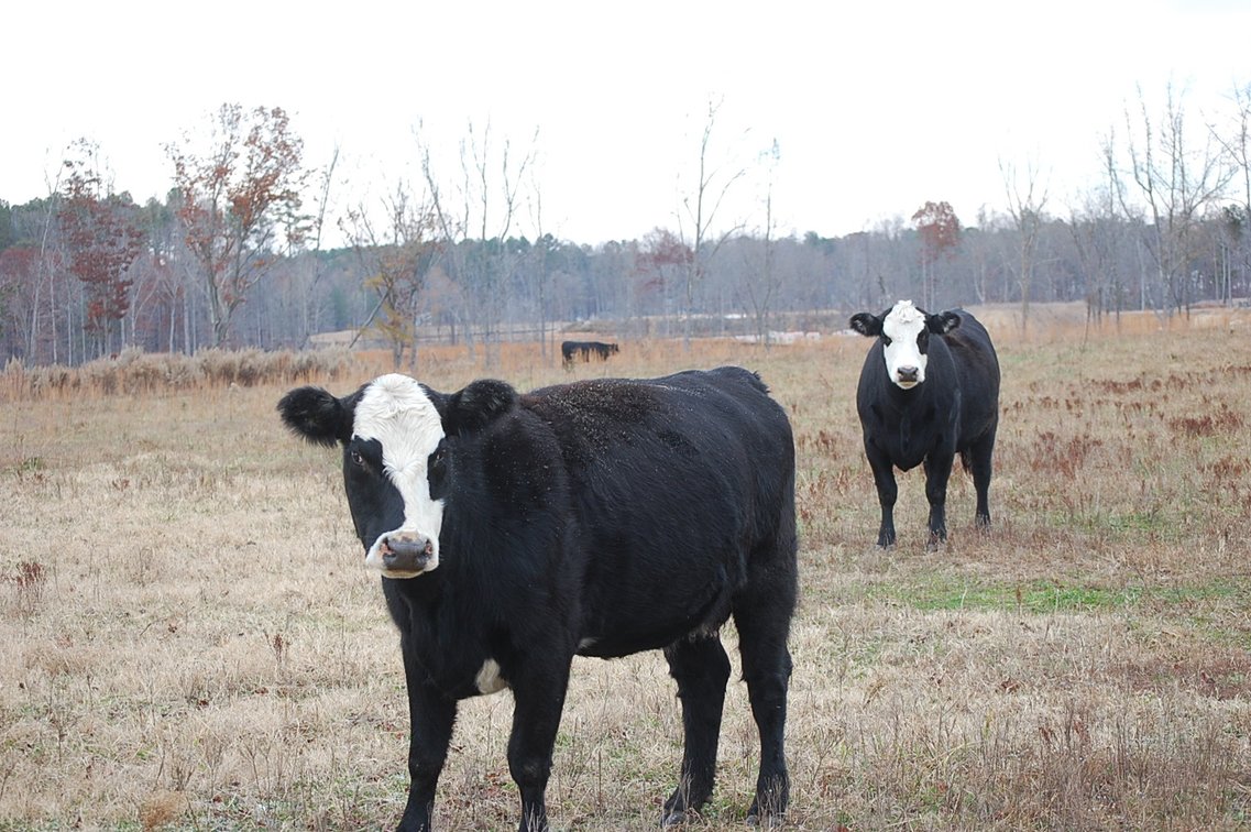 Image for Cattle Auction