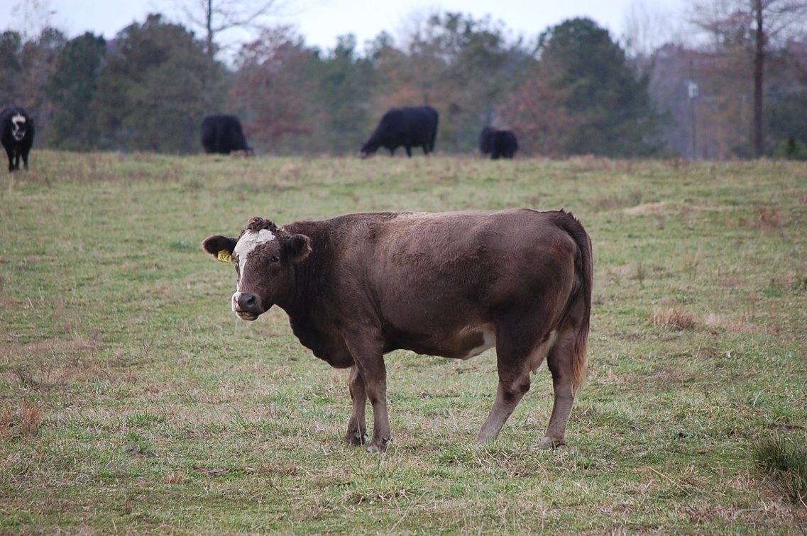 Image for Cattle Auction
