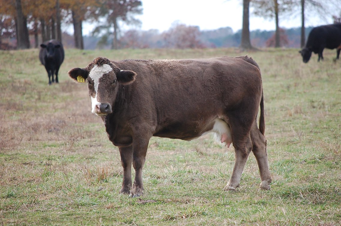 Image for Cattle Auction