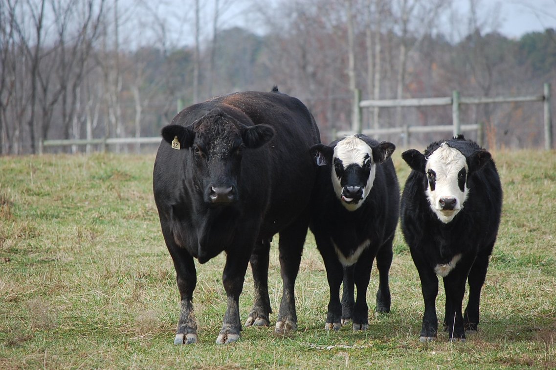 Image for Cattle Auction