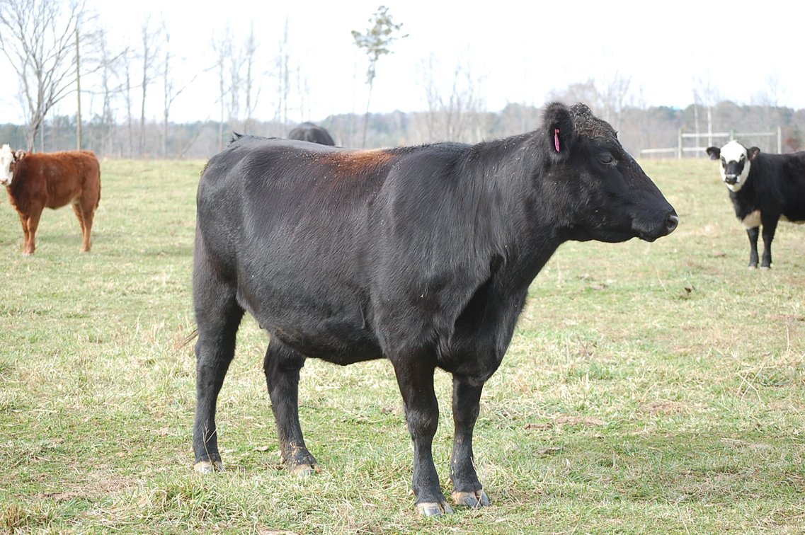 Image for Cattle Auction