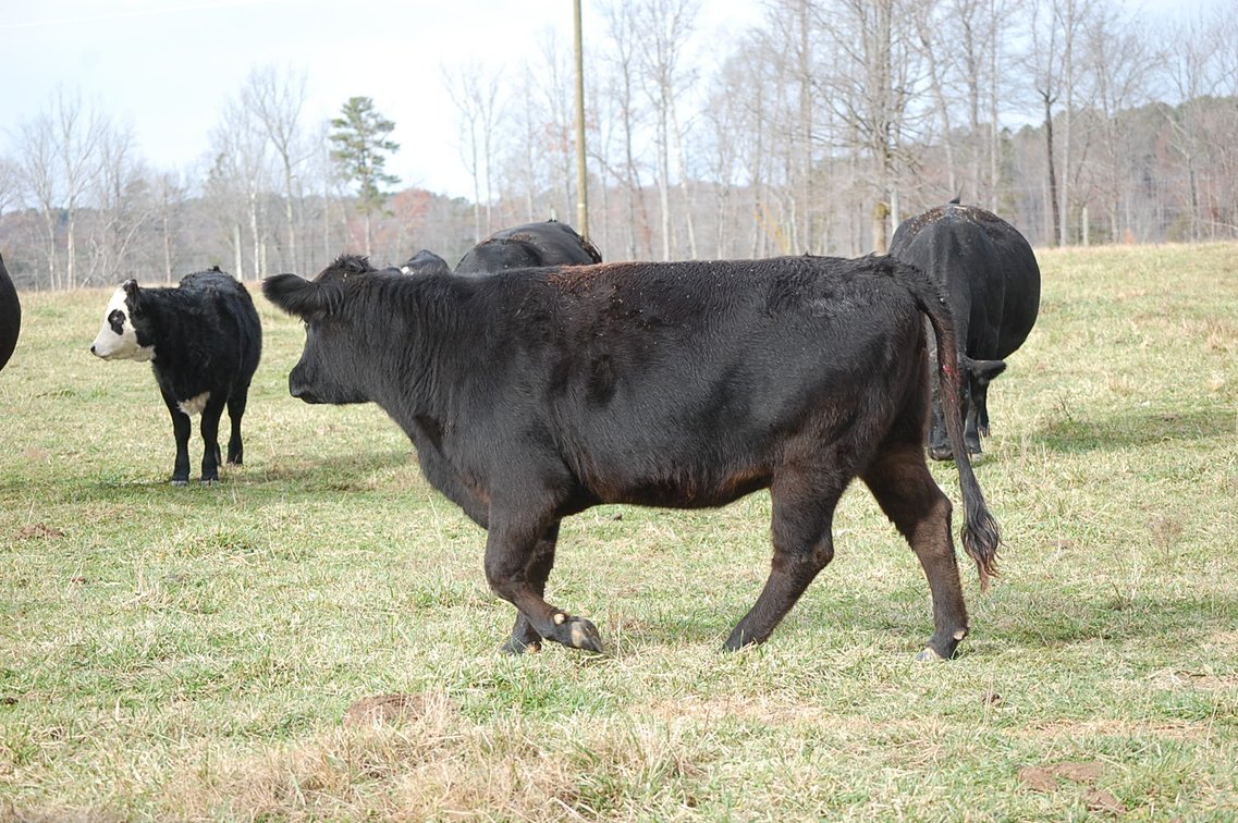 Image for Cattle Auction