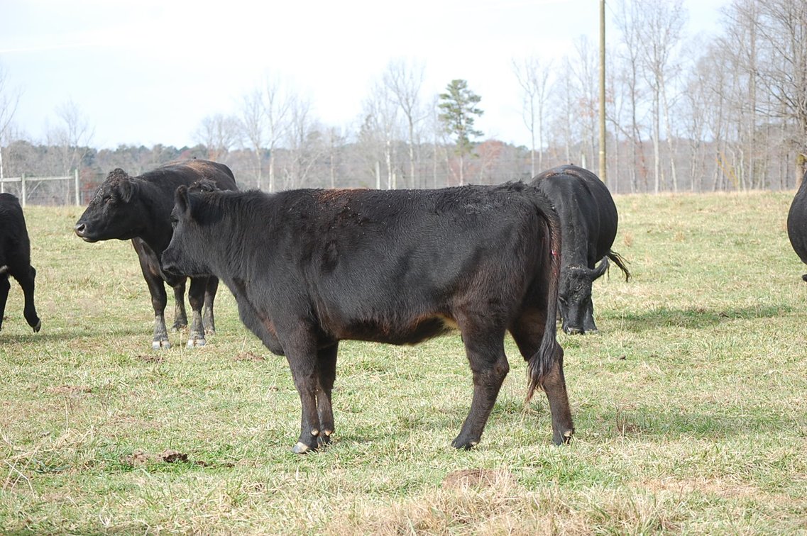 Image for Cattle Auction