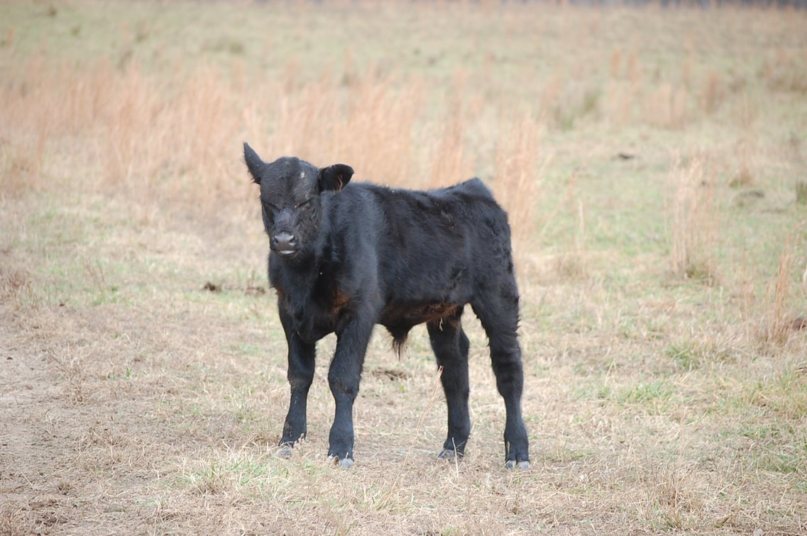 Image for Cattle Auction