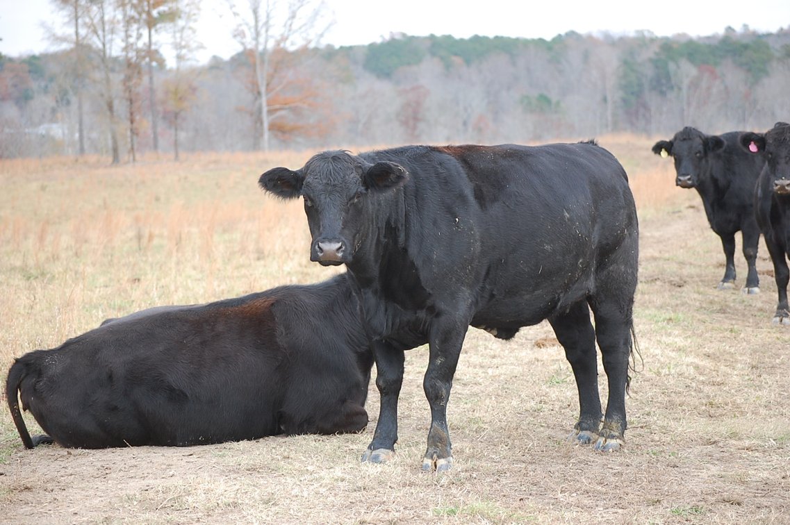 Image for Cattle Auction