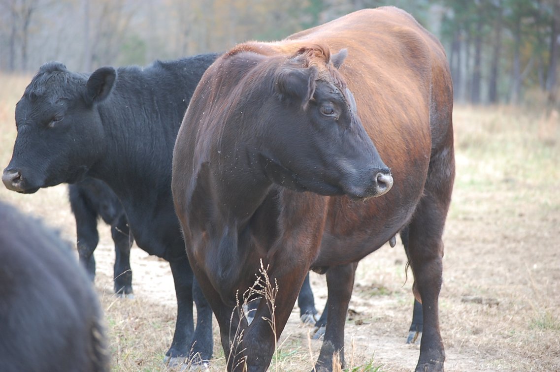 Image for Cattle Auction
