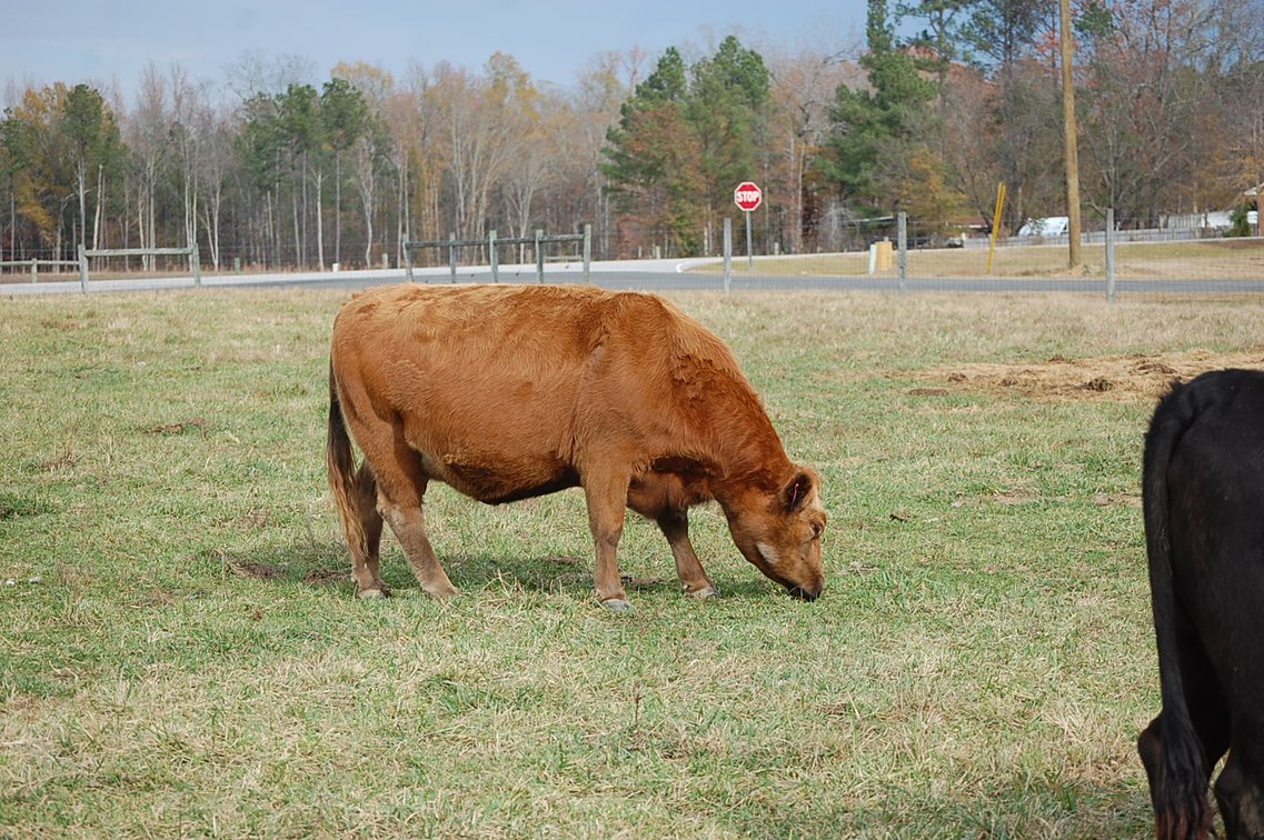 Image for Cattle Auction