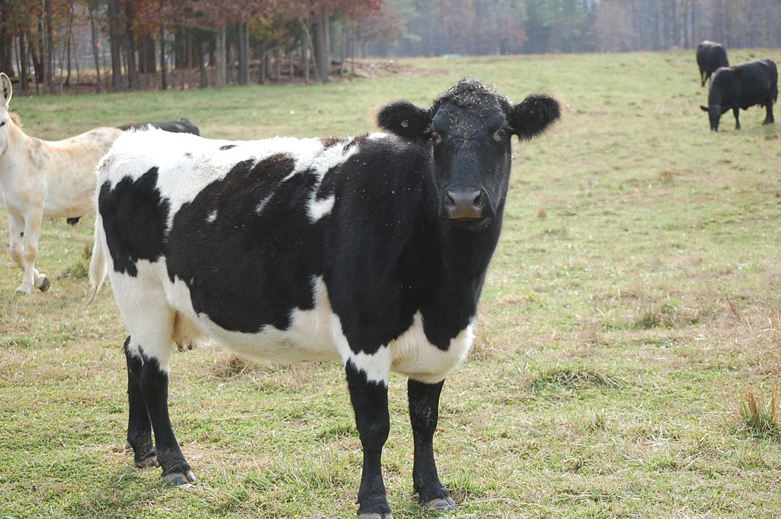 Image for Cattle Auction
