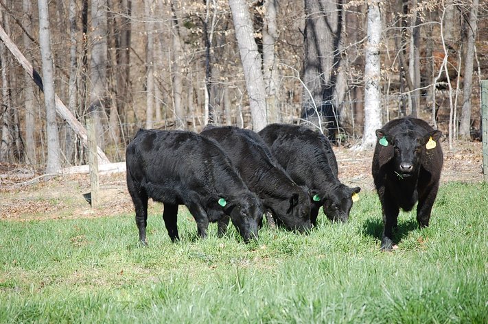 CATTLE AUCTION - APRIL 20th