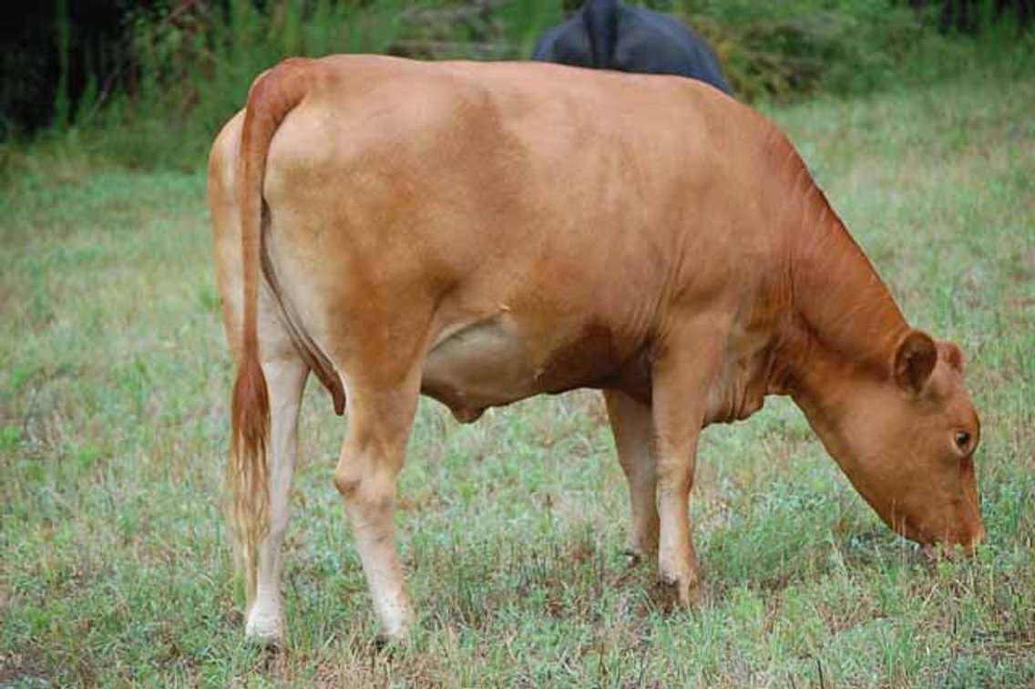 Image for Complete Commercial Cattle Herd Dispersal