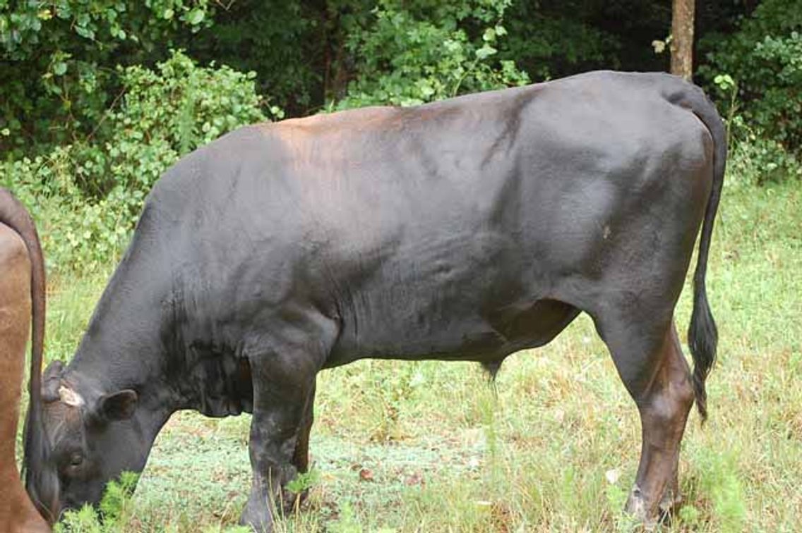 Image for Complete Commercial Cattle Herd Dispersal
