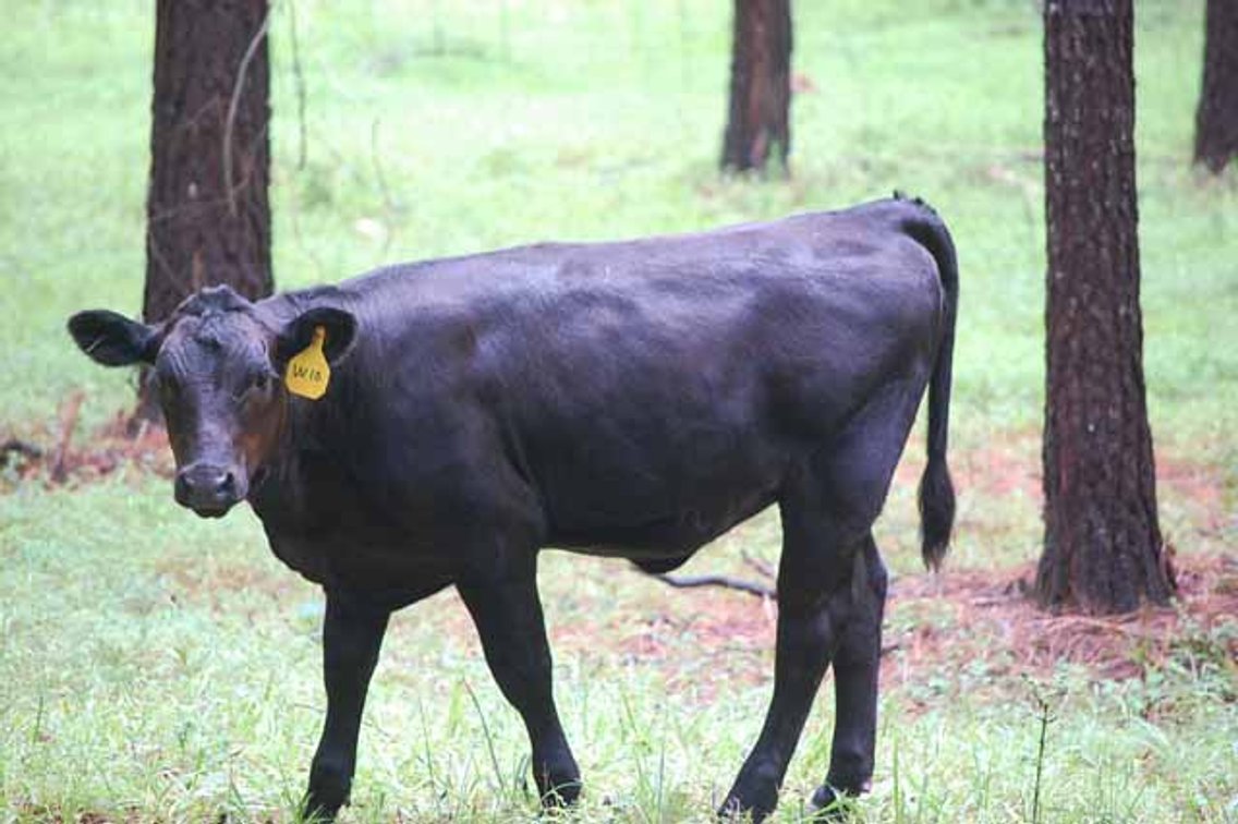 Image for Complete Commercial Cattle Herd Dispersal