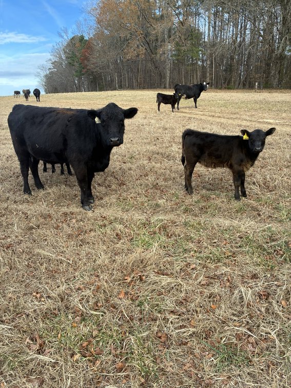 Image for 36th Annual Starting the New Year Cattle Auction