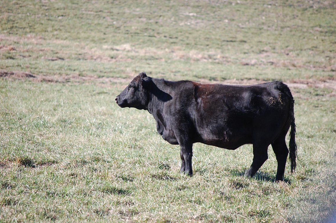 Image for 36th Annual Starting the New Year Cattle Auction