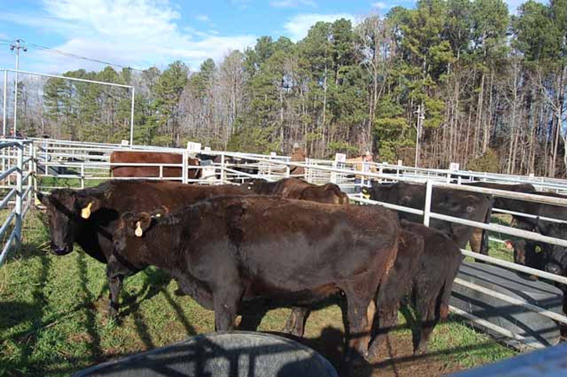 Image for 36th Annual Starting the New Year Cattle Auction