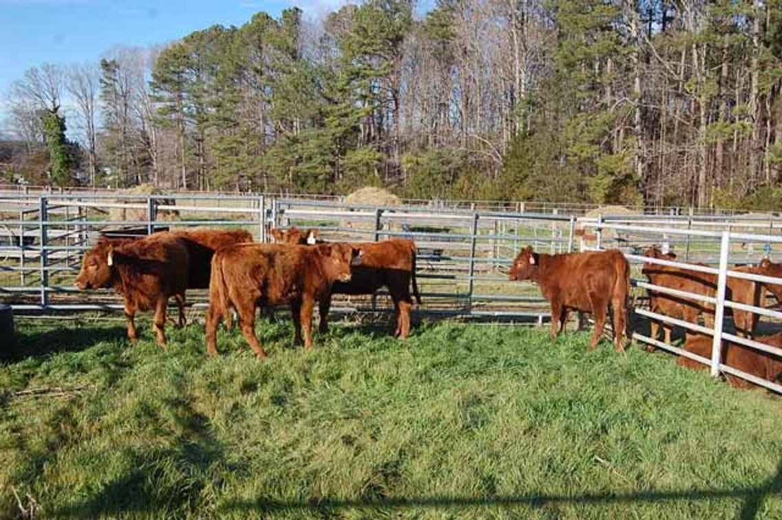 Image for 36th Annual Starting the New Year Cattle Auction