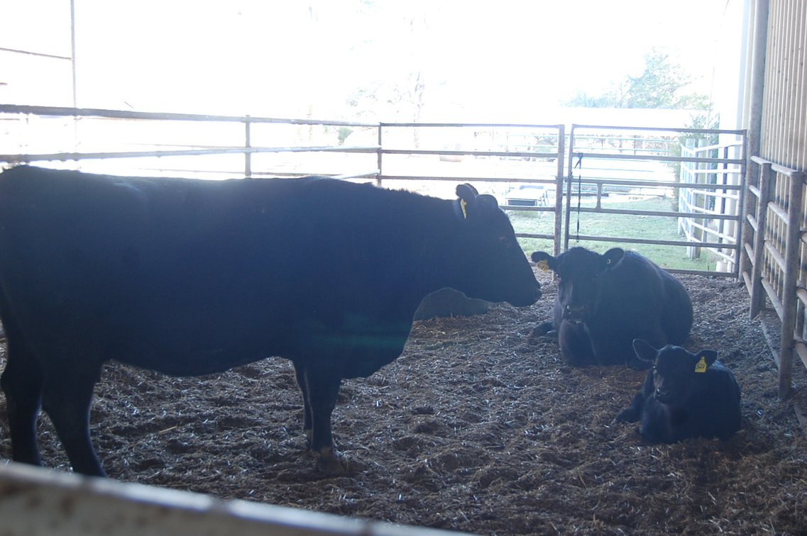Image for Smith Creek Angus - Complete Dispersal