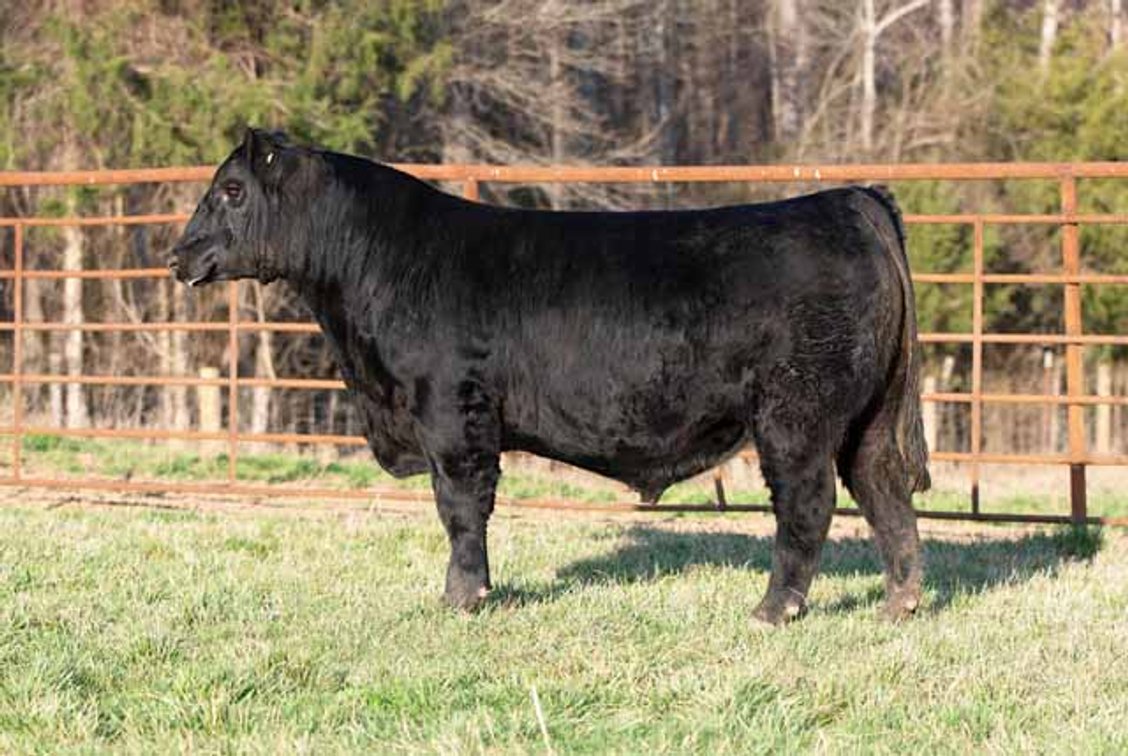 Image for Green Hills Cattle Co. & Hope Cattle Service