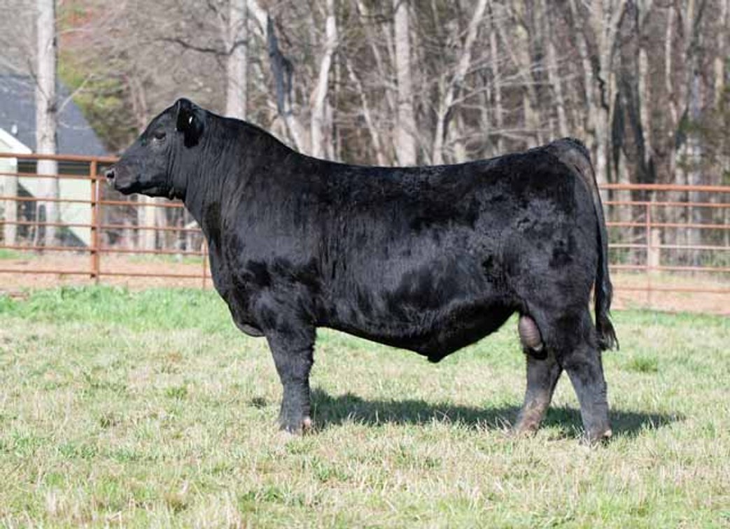 Image for Green Hills Cattle Co. & Hope Cattle Service