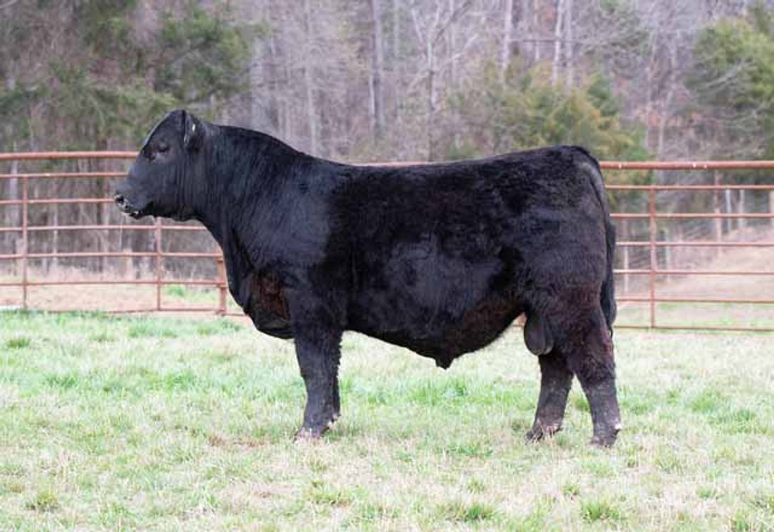 Image for Green Hills Cattle Co. & Hope Cattle Service