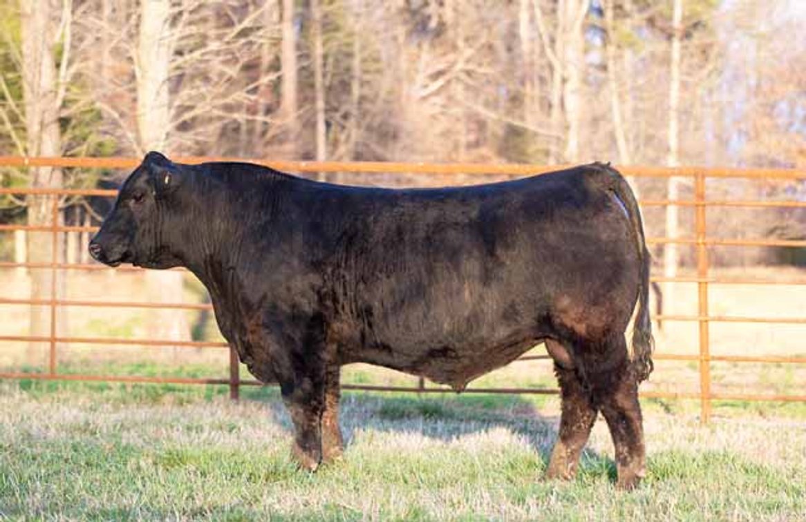 Image for Green Hills Cattle Co. & Hope Cattle Service