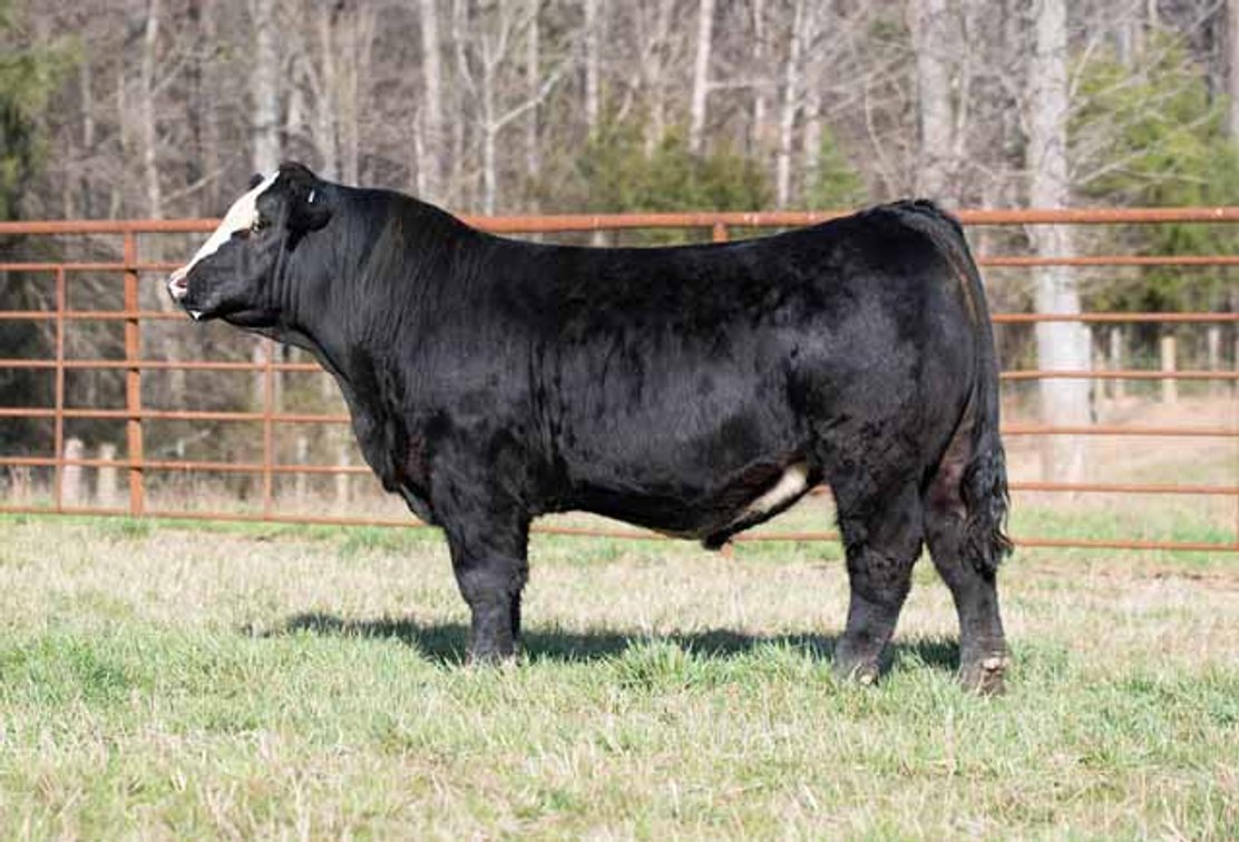 Image for Green Hills Cattle Co. & Hope Cattle Service