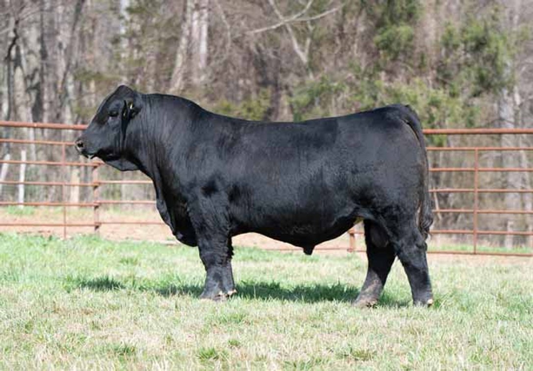 Image for Green Hills Cattle Co. & Hope Cattle Service