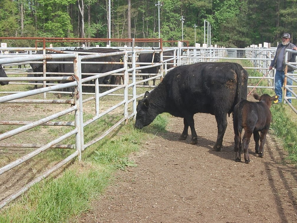 Image for Spring Cattle Dispersal