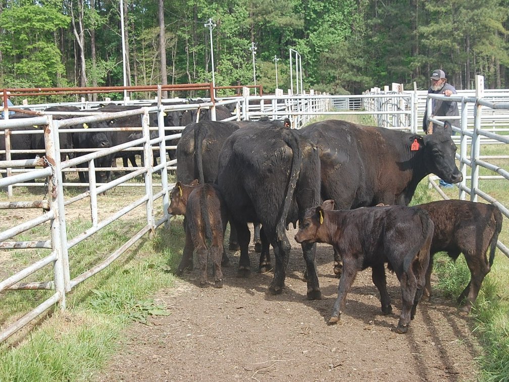 Image for Spring Cattle Dispersal
