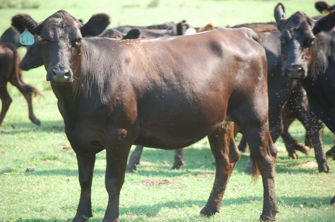 Image for CATTLE AUCTION