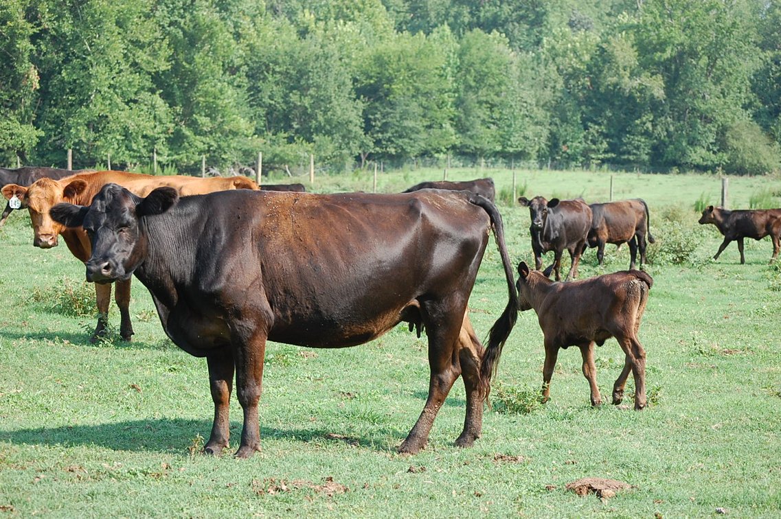 Image for CATTLE AUCTION