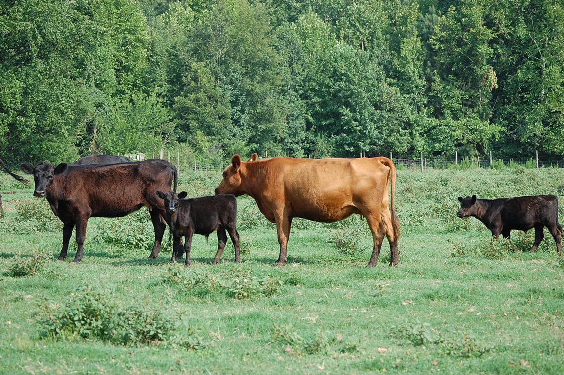 Image for CATTLE AUCTION