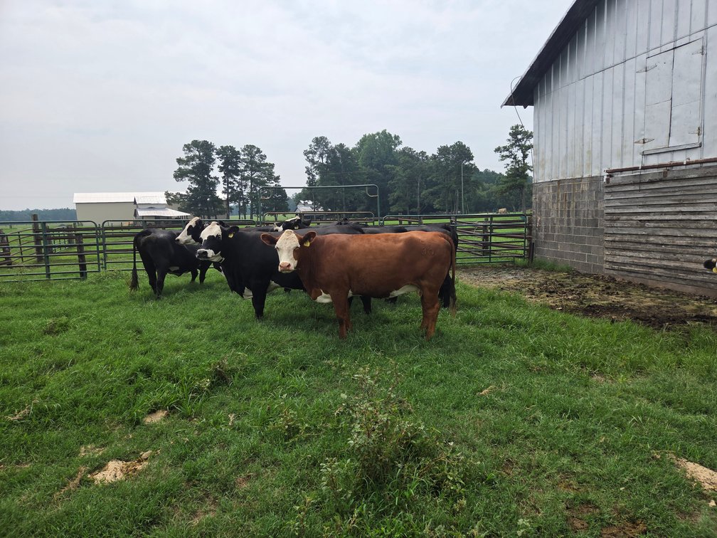 Image for CATTLE AUCTION