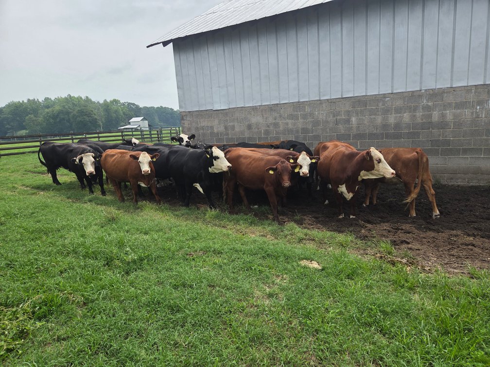Image for CATTLE AUCTION