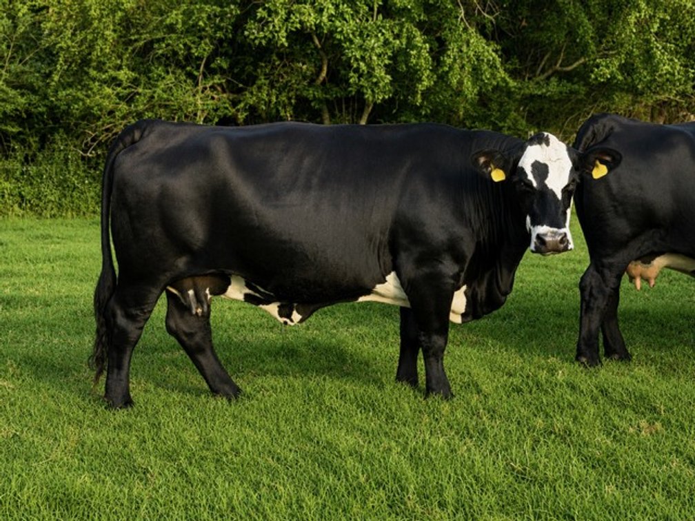 Image for CATTLE AUCTION