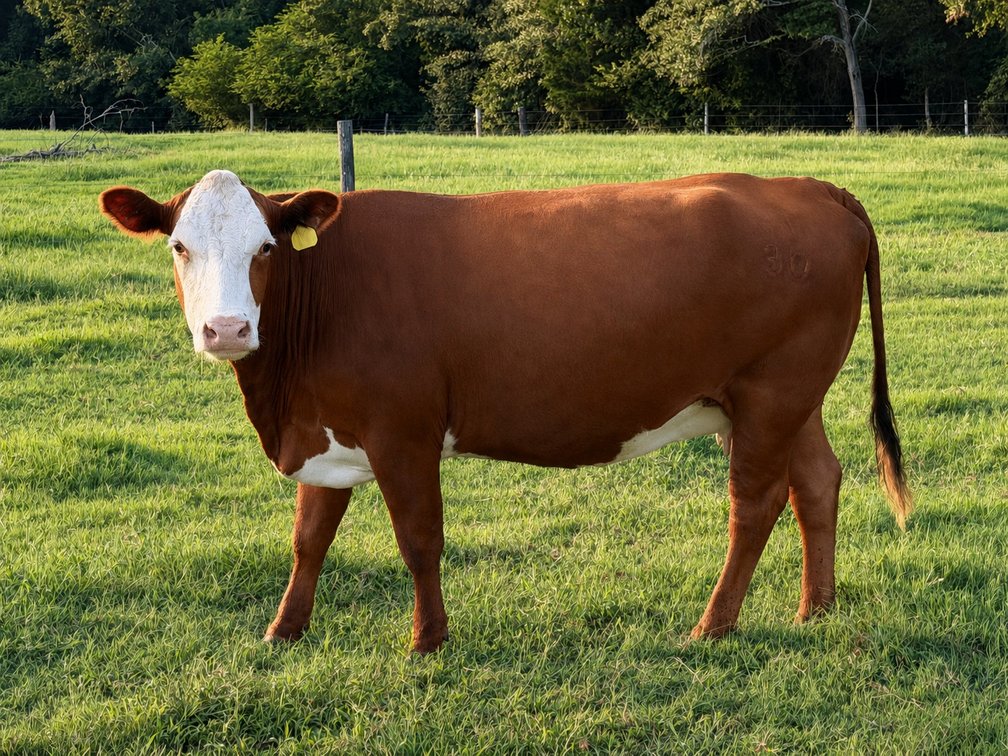 Image for CATTLE AUCTION
