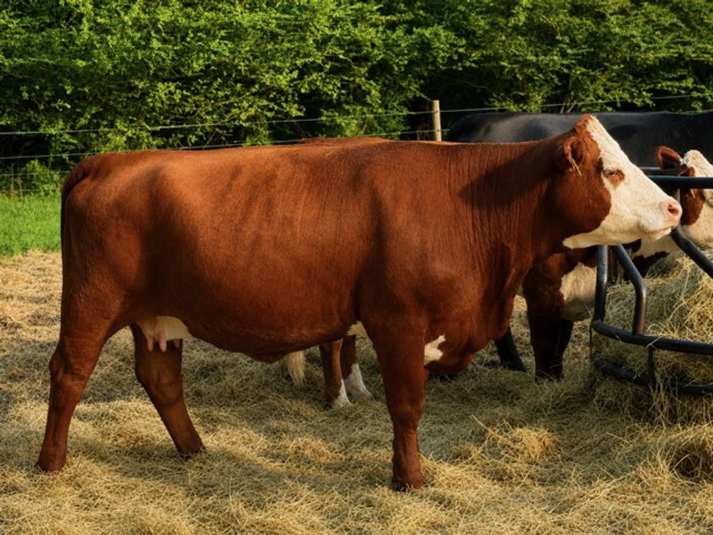 Image for CATTLE AUCTION