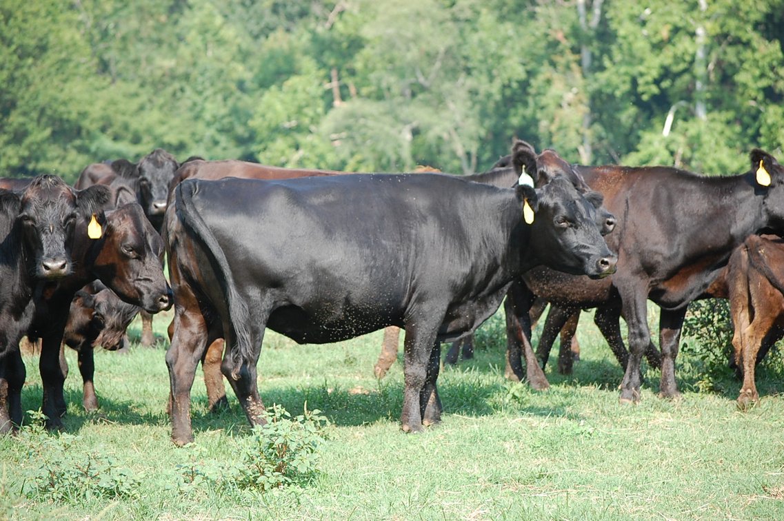 Image for CATTLE AUCTION