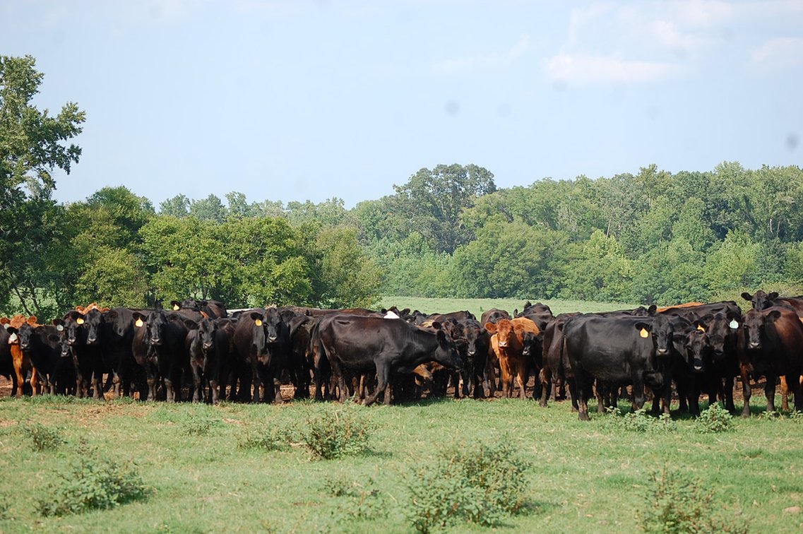 Image for CATTLE AUCTION